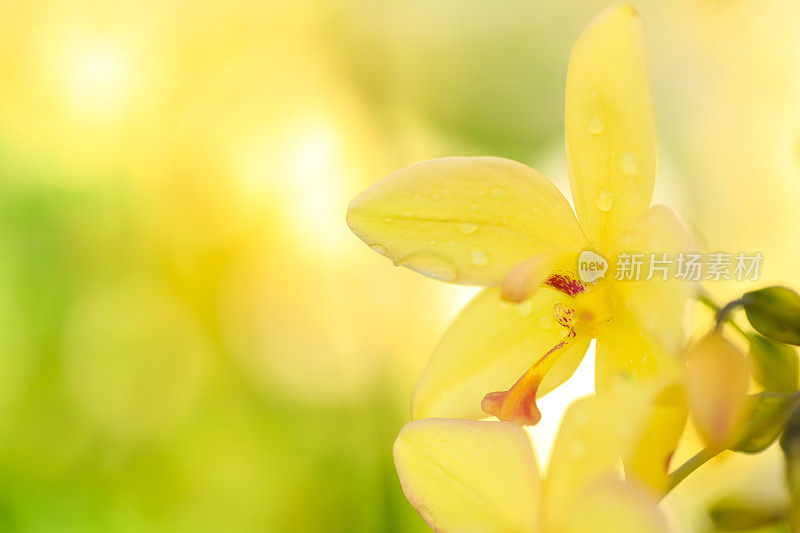 夏威夷黄色兰花