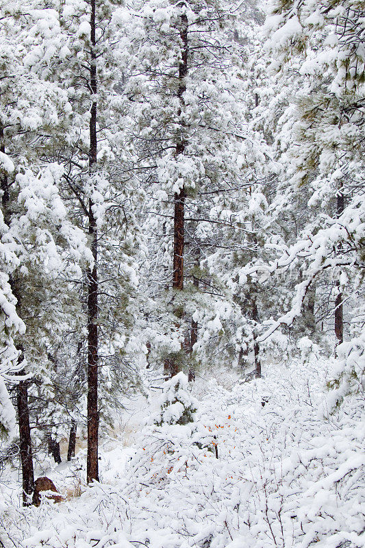 科罗拉多州派克国家森林四月的暴风雪