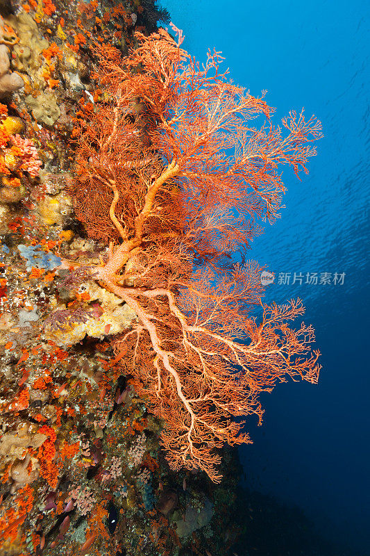 美丽的柳珊瑚海扇，阿洛西海岸，印度尼西亚
