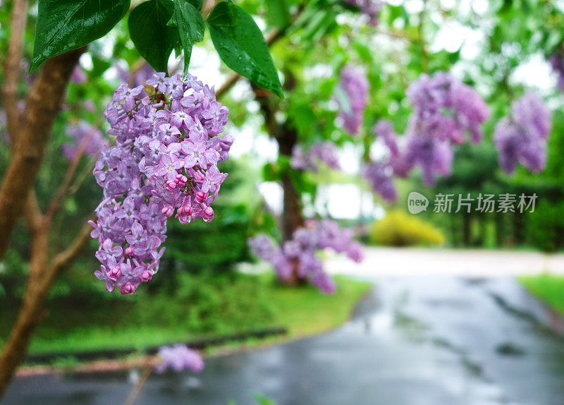 紫丁香开的是普通的丁香花。