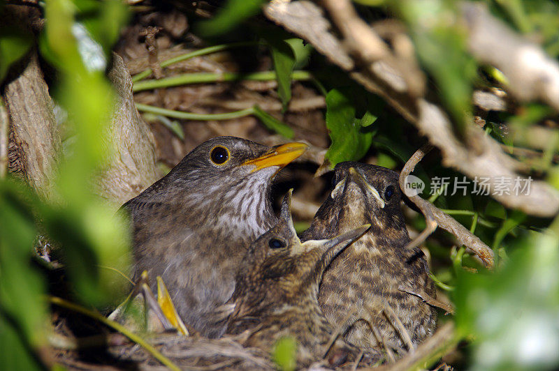 黑鹂和雏鸟在巢里