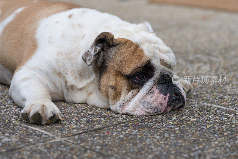 悲伤的斗牛犬躺在铺路石上