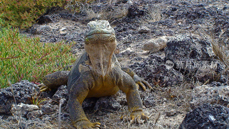 加拉帕戈斯群岛:加?南广场岛的帕戈斯地鬣蜥