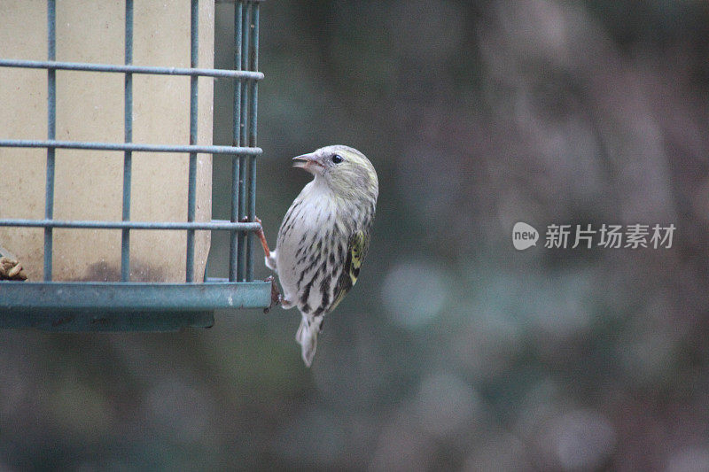 金翅雀在给料机