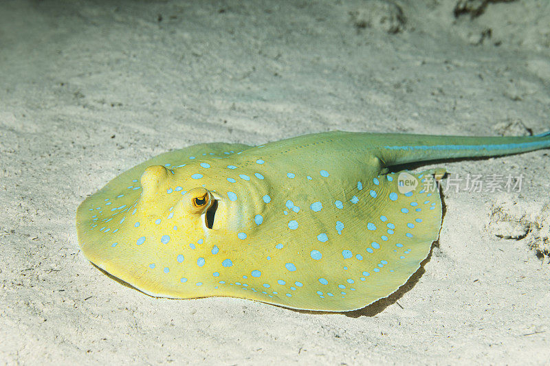 海洋生物蓝斑刺鳐水下