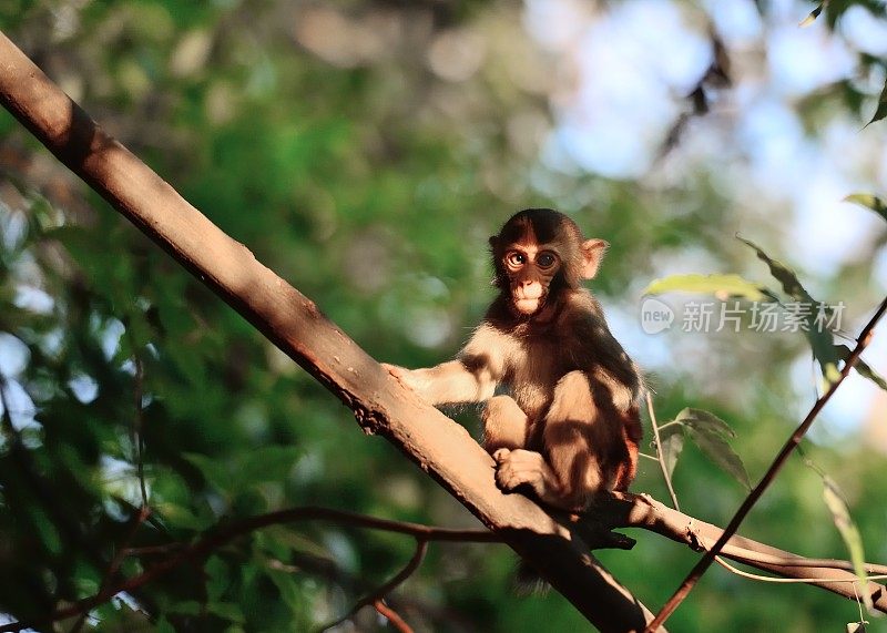 在树林里玩小猴子