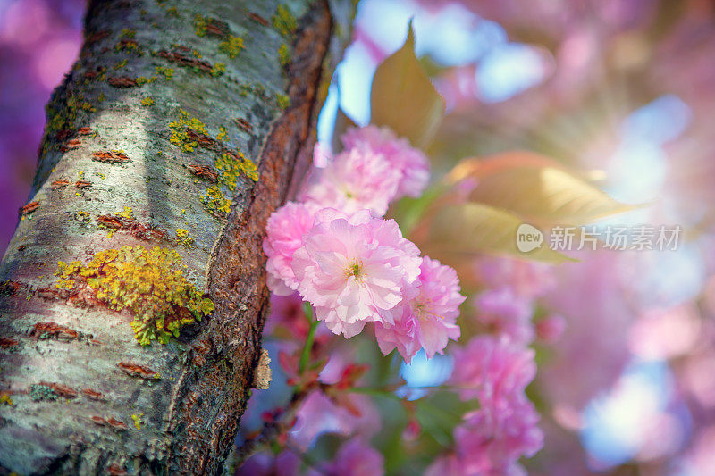 樱花。小樱。