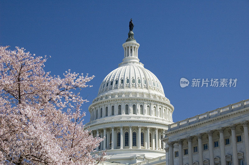 国会山的樱花