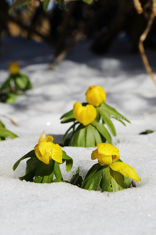 毛茛早春开花