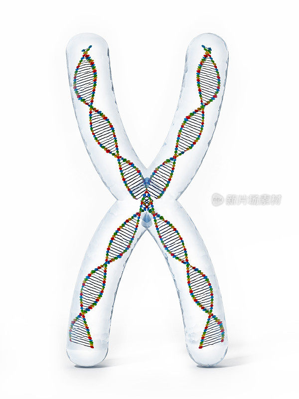 X染色体具有DNA螺旋
