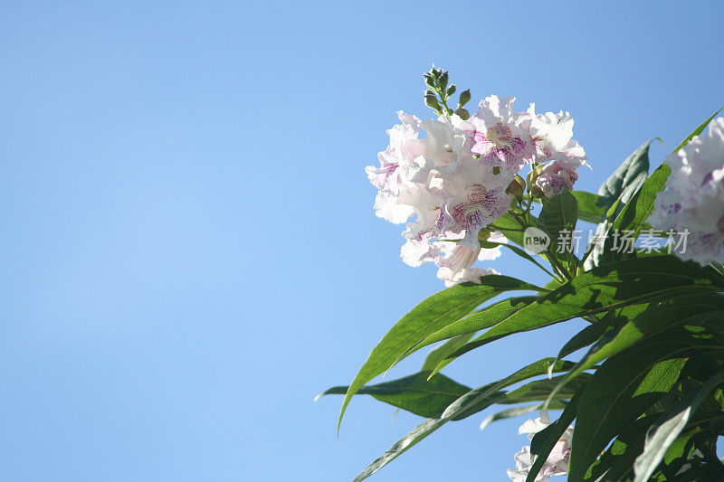 阳光下的花朵