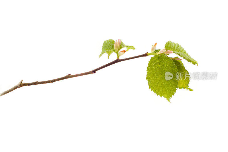 榆树Leafburst