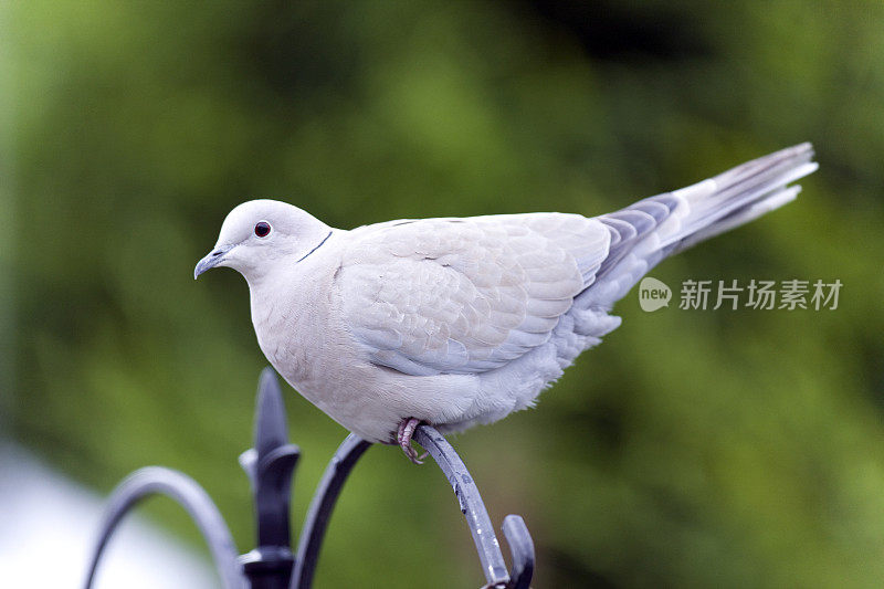 局部链球菌(decaocto链球菌)