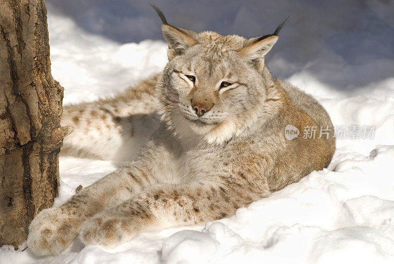 加拿大山猫