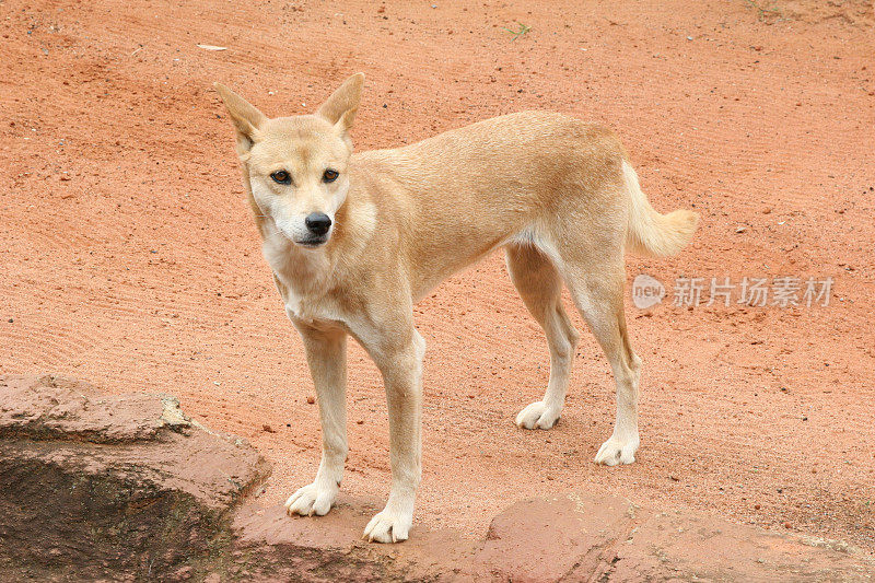 澳大利亚Dingo