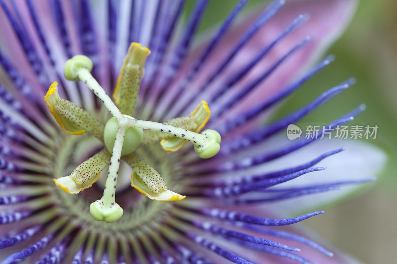 蓝紫色热带西番莲的花药，柱头