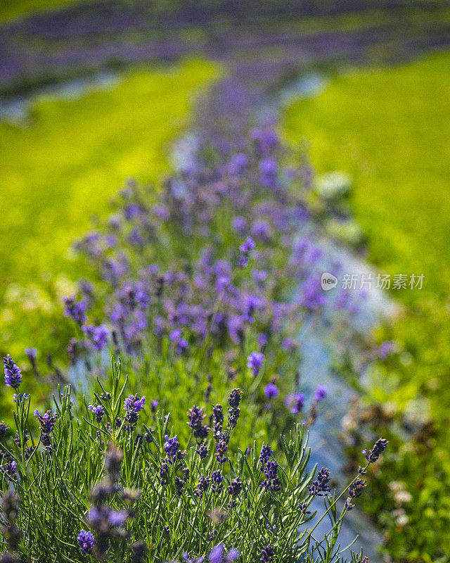 薰衣草花田