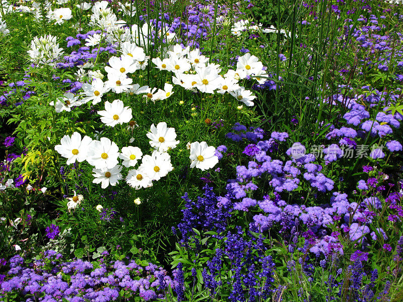 白丁香花圃