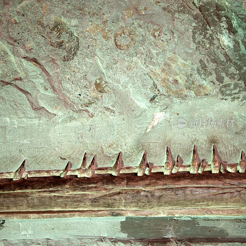 化石恐龙的牙齿