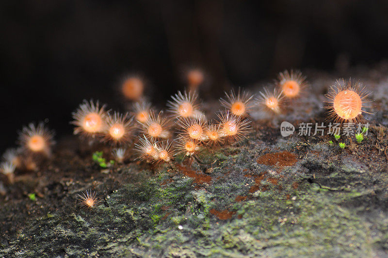 森林中的小红蘑菇