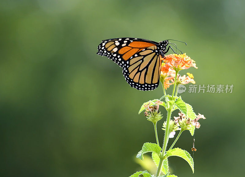 近距离聚焦拍摄的帝王蝶在一朵花