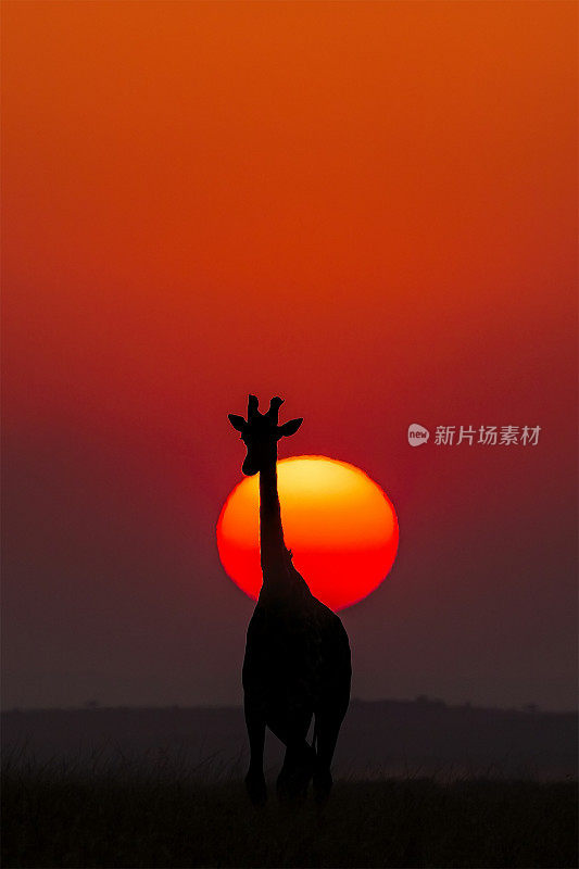 日落时分的萨凡纳长颈鹿