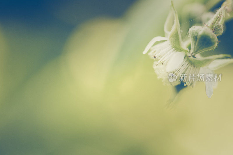 树莓花盛开在花园里的阳光