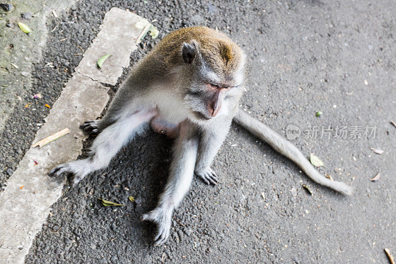 坐在印尼巴厘岛的猴子