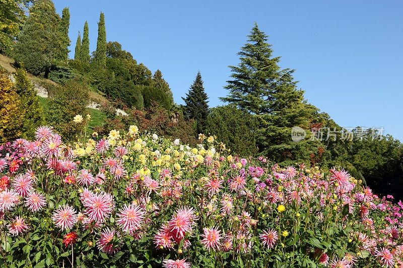 Flowergarden与大丽花