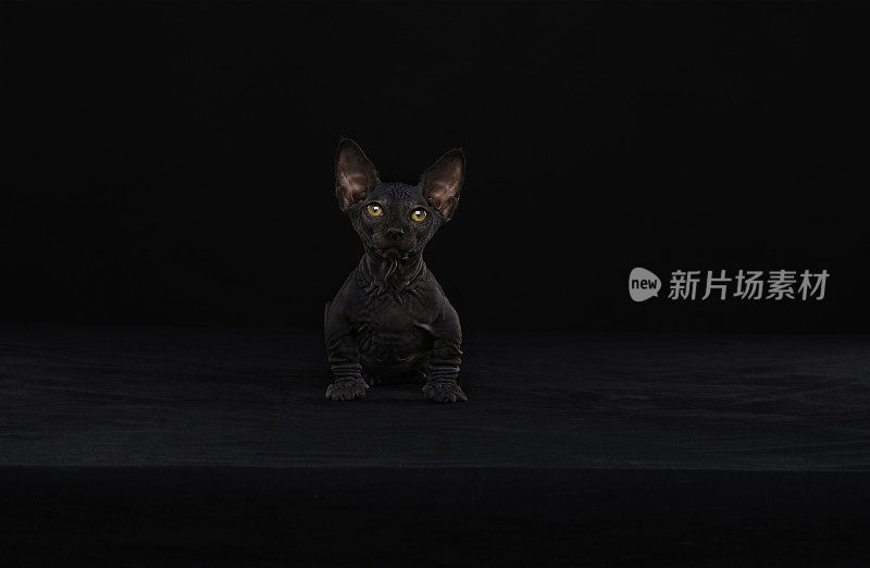 Sphynx猫