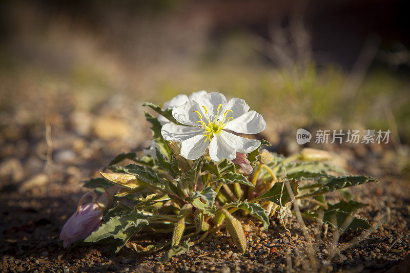 沙漠中的野花在坚硬干燥的泥土中盛开