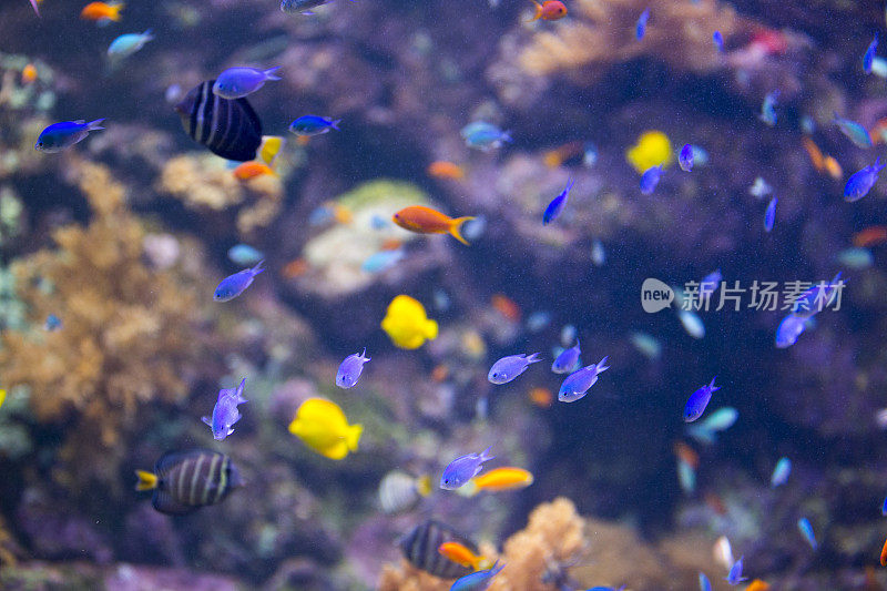 有各种色彩斑斓的鱼的咸水水族馆