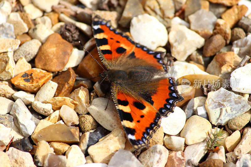这是一只龟甲蝴蝶，躺在沙砾上晒日光浴