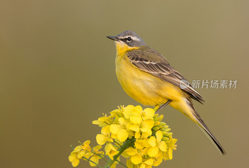 西部黄Wagtail(莫塔西拉黄)