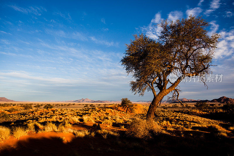 纳米布沙漠中的骆驼刺树