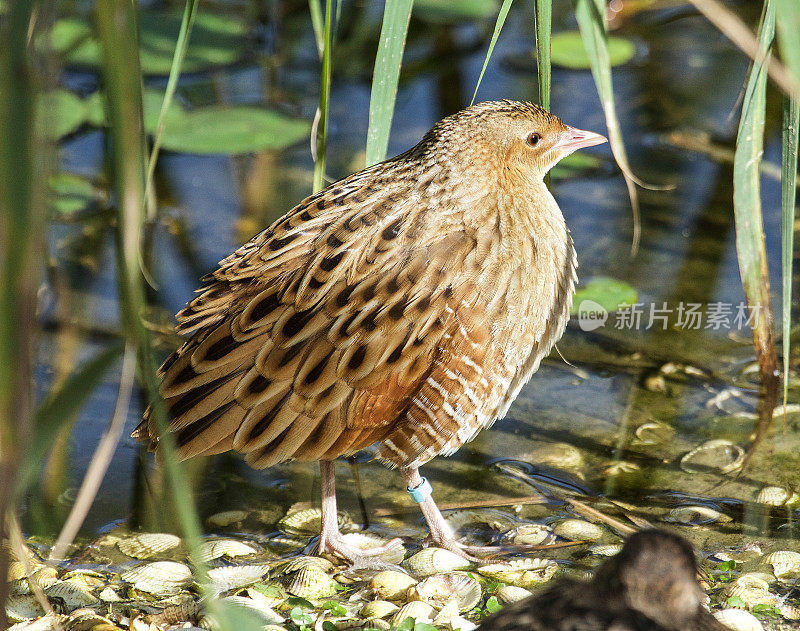 长脚秧鸡