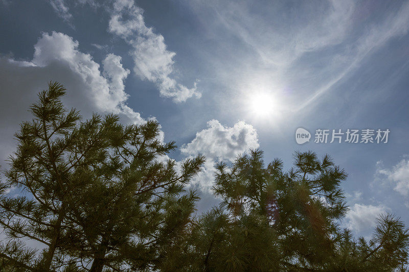 松树与戏剧性的天空和云彩与直接的太阳