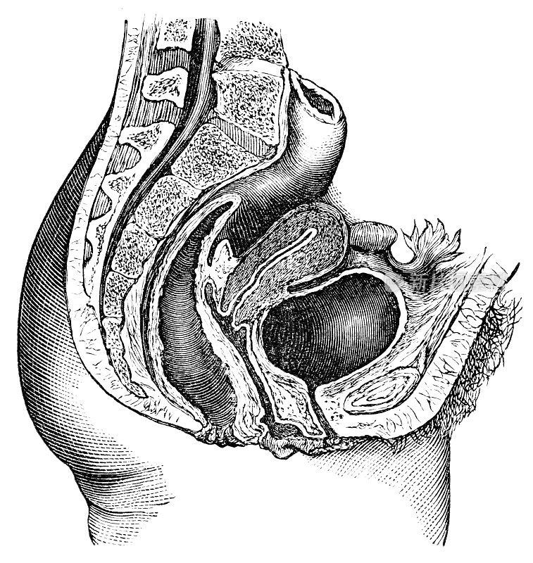 女性盆腔器官剖面图