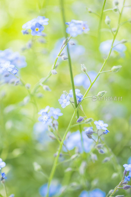 淡蓝勿忘我花的散焦背景