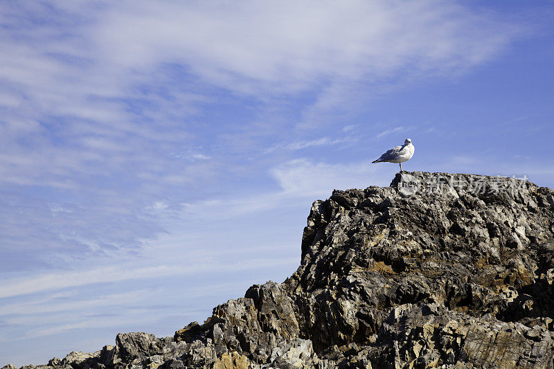 海鸥在海岸岩石在一个美好的日子