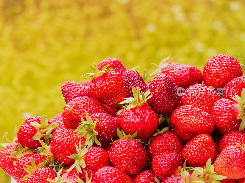 草莓的收获。很多红色的浆果。模糊的绿色和黄色背景