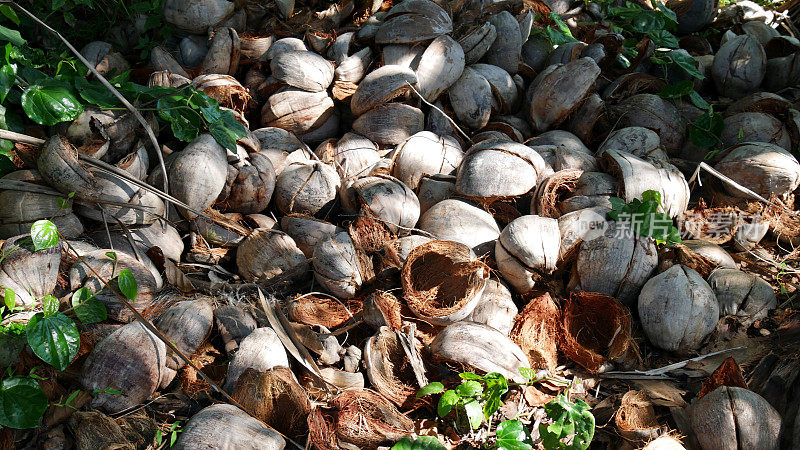 椰子壳和叶子埋在地下