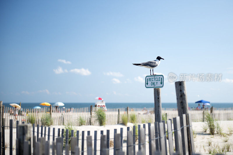 鸟在五月角海滩的杆子上