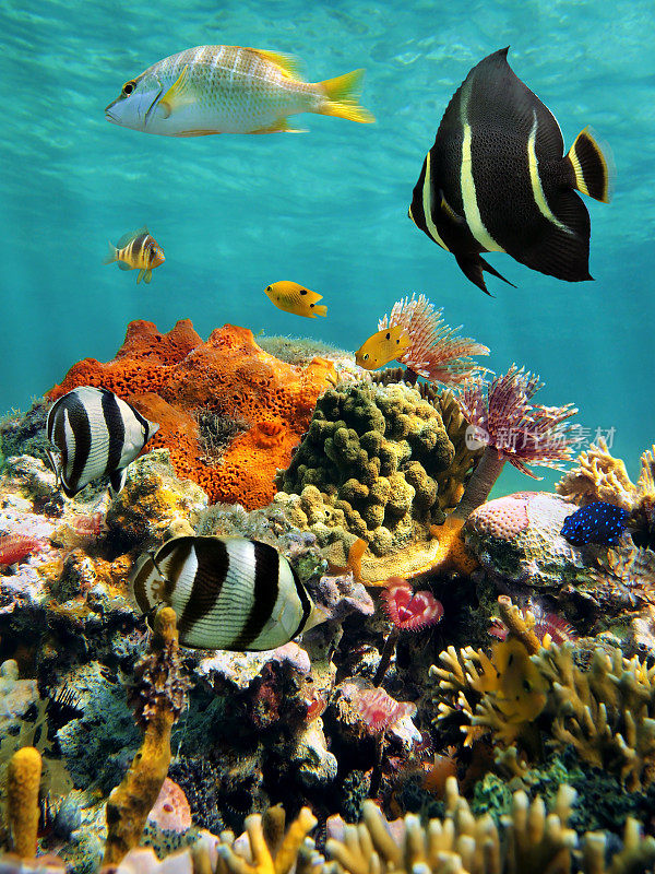 有水面的珊瑚礁和热带鱼
