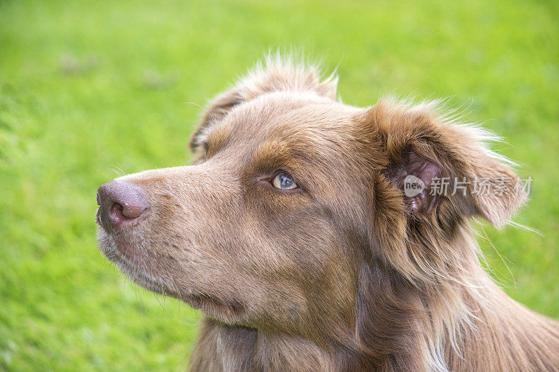 棕色的边境牧羊犬