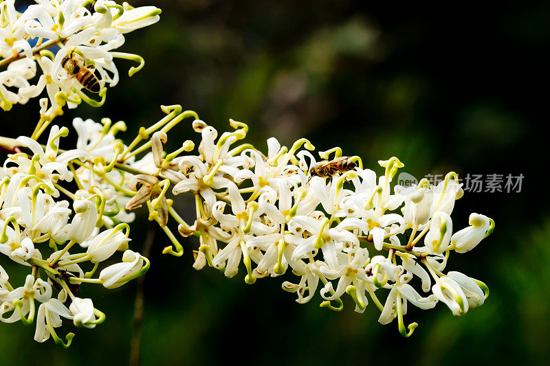 蜜蜂在月光下采集花粉-澳大利亚