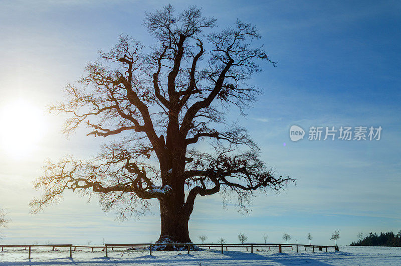 在冬日的阳光下，空旷的田野上的一棵巨大的橡树