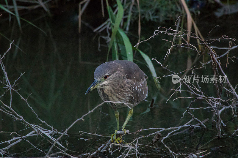 黑色风暴来了，小鸟