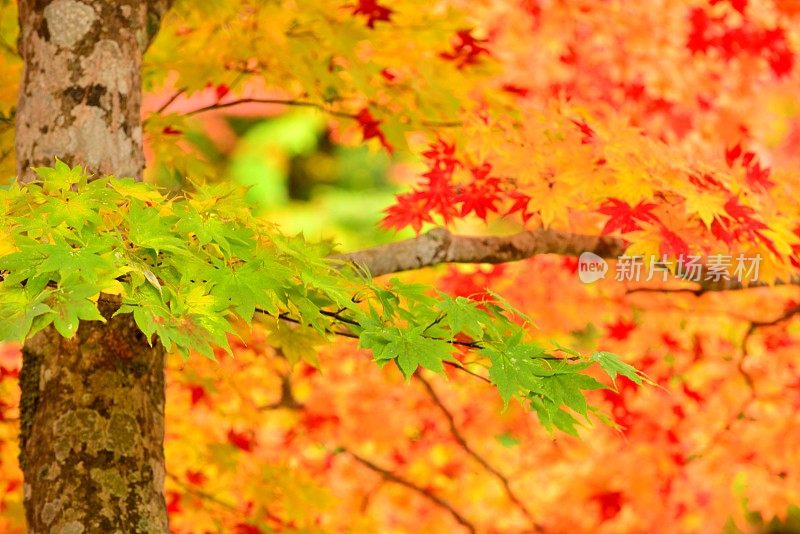 青森县黑石的中野百山秋叶