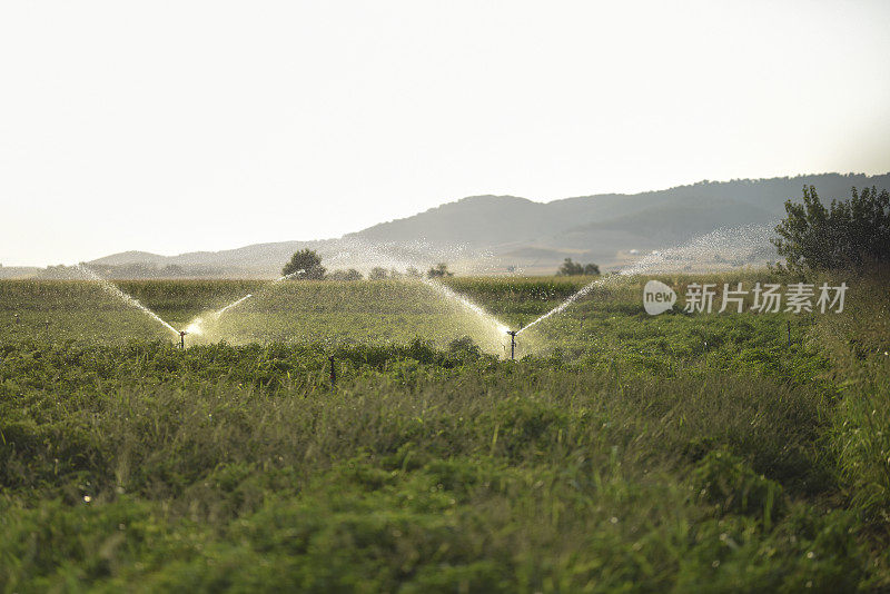 灌溉喷灌机在肥沃的农田上灌溉作物